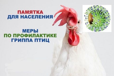 Грипп птиц ПАМЯТКА ДЛЯ НАСЕЛЕНИЯ.