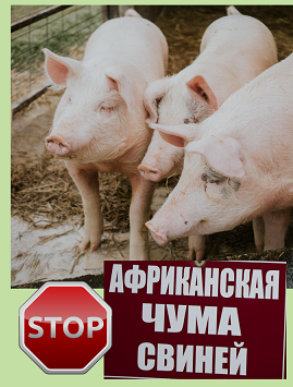 ВНИМАНИЕ! АФРИКАНСКАЯ ЧУМА СВИНЕЙ. ВНИМАНИЕ! АФРИКАНСКАЯ ЧУМА СВИНЕЙ.